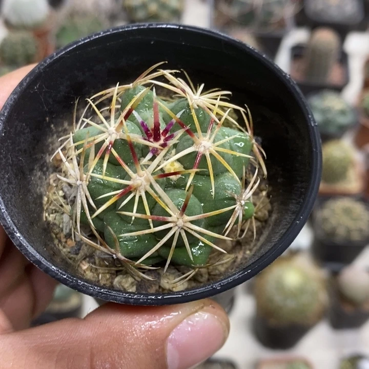 实生大红鹰特价福利