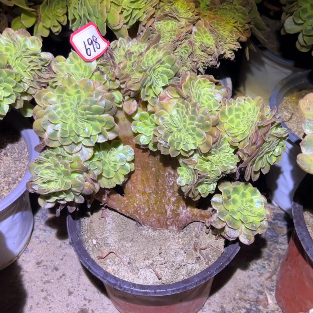 698多肉植物雨荷缀化