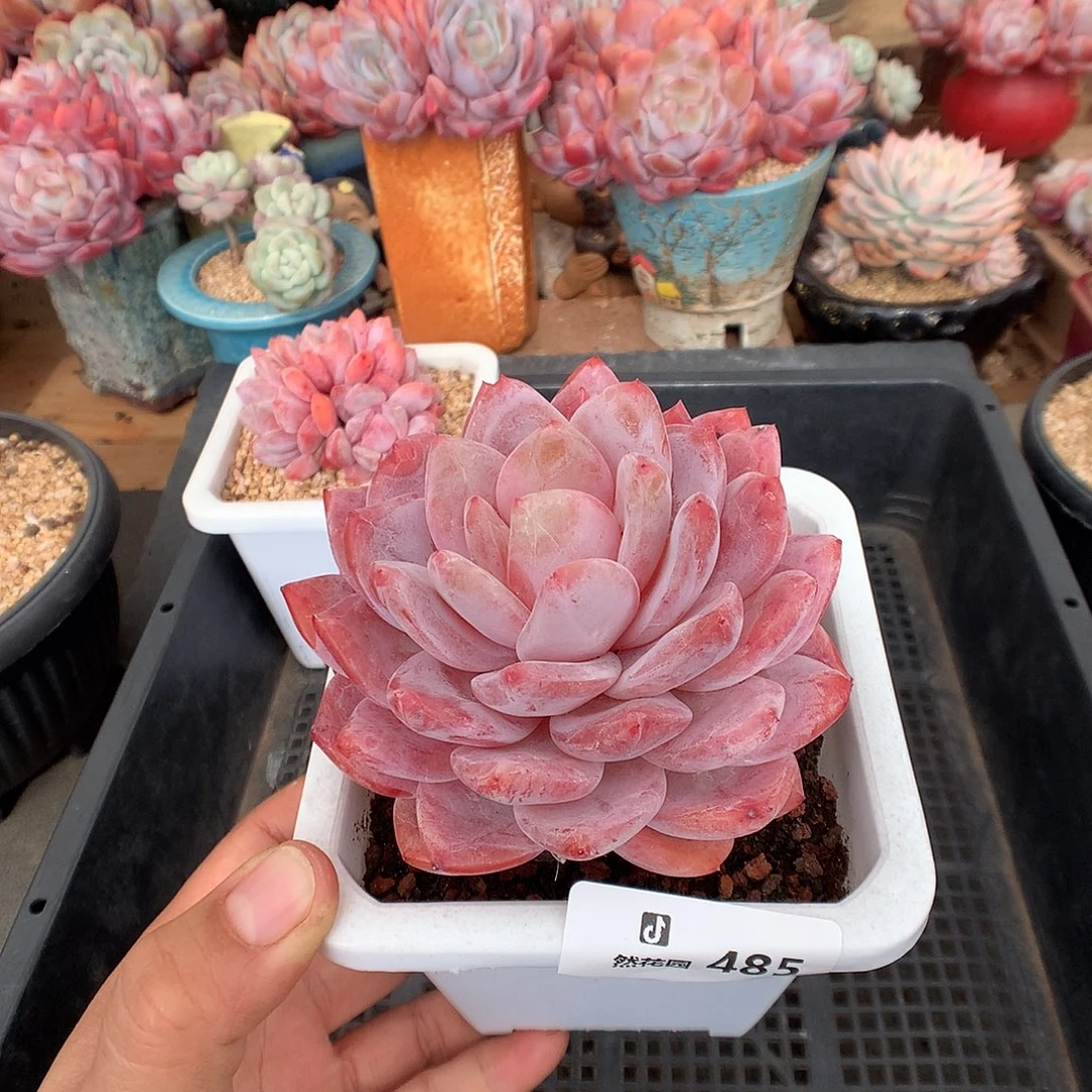 485韩橙多肉植物666