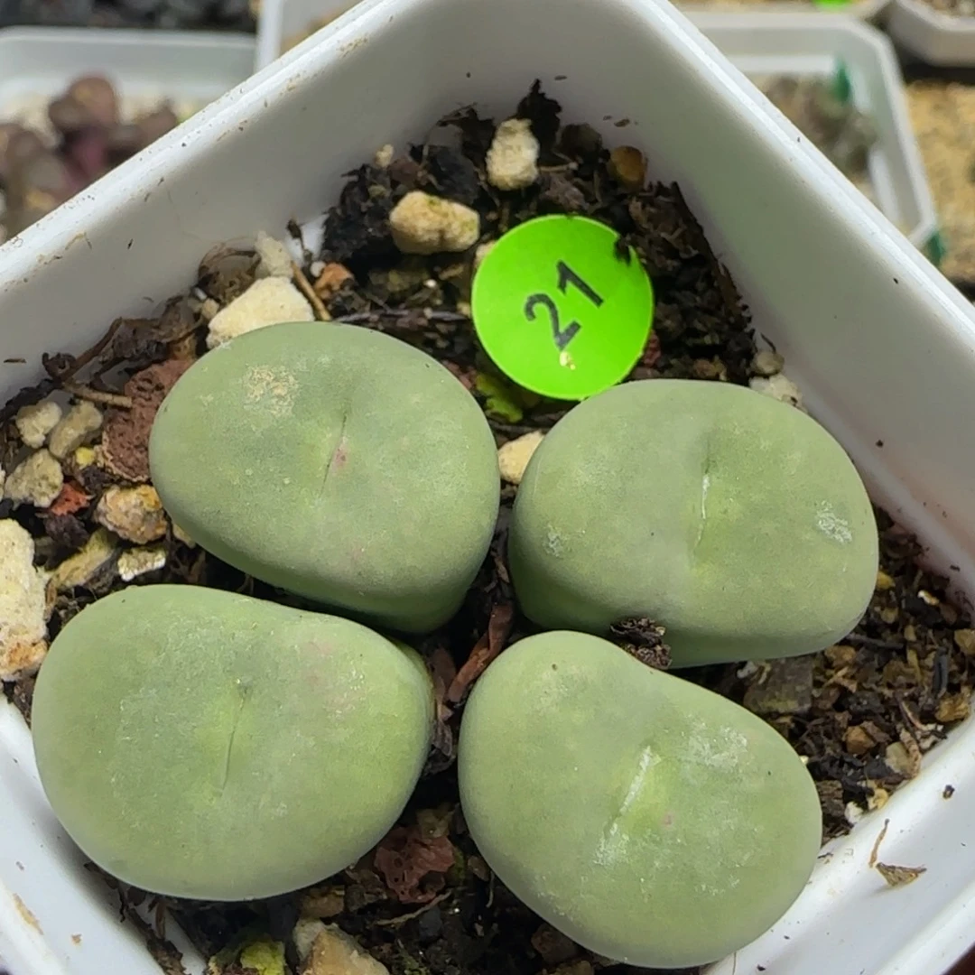大嘴漂亮多肉植物21