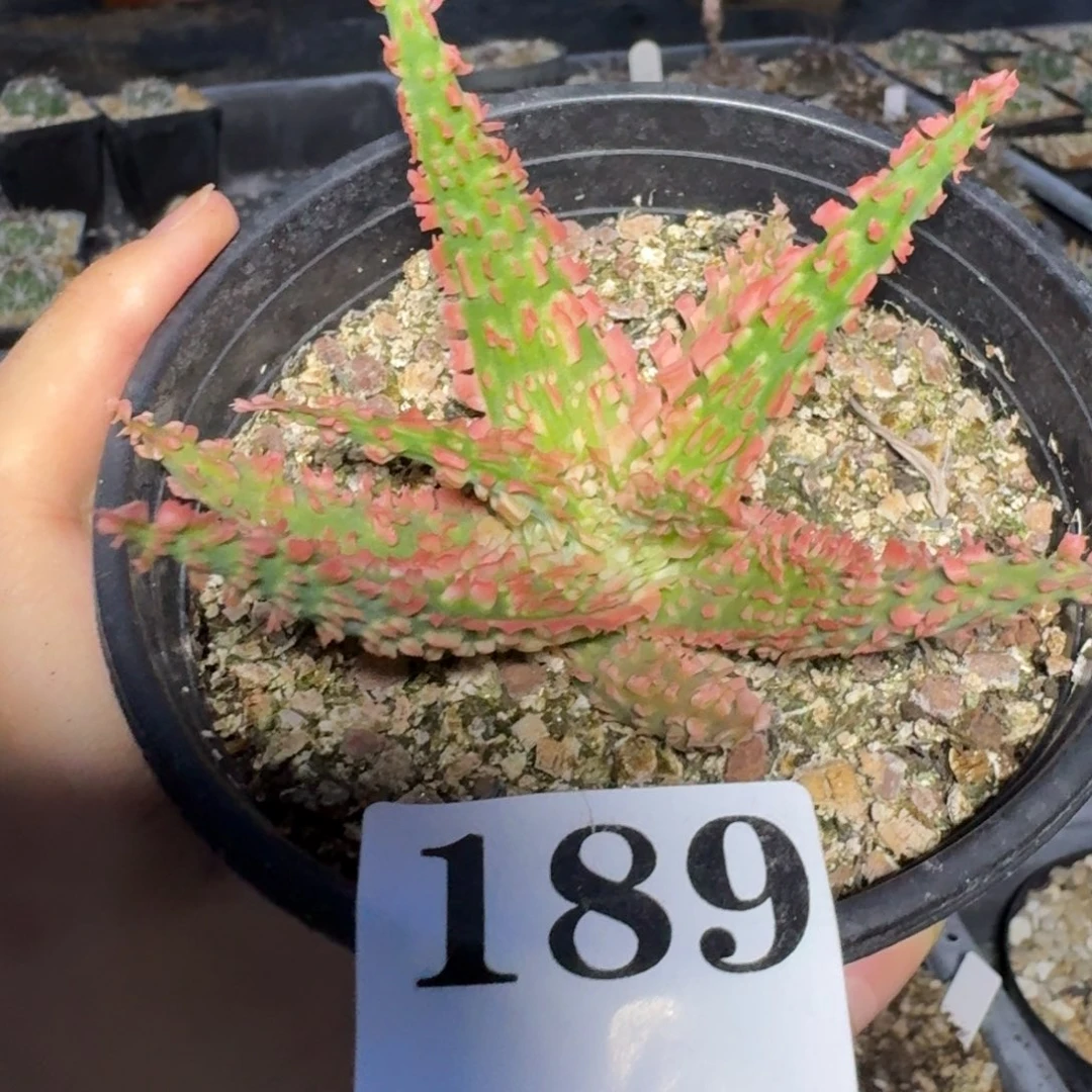 园艺芦荟一物一拍多肉