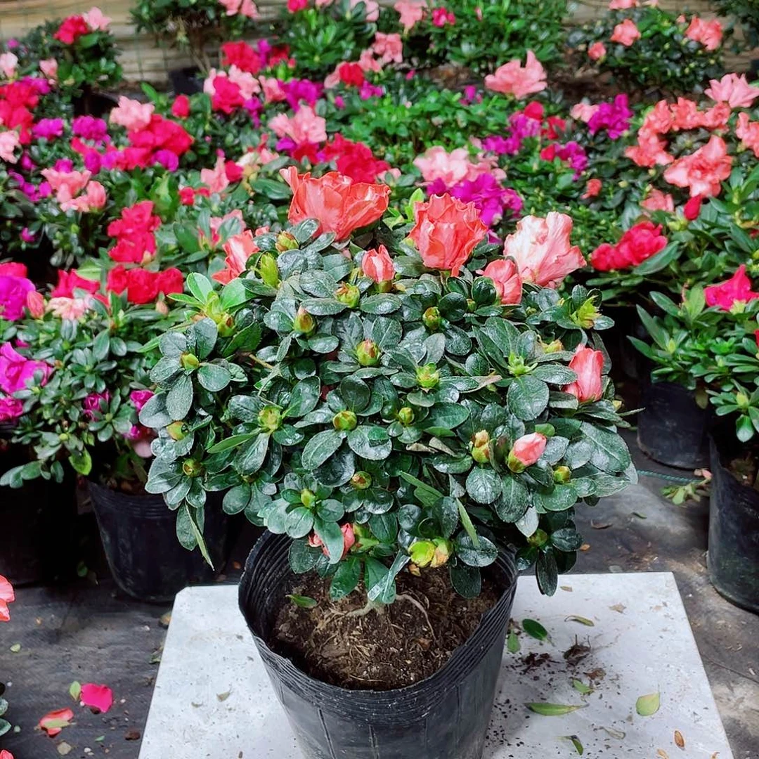 完全开放烈焰红唇杜鹃8