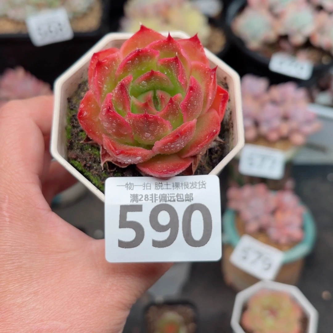 东云虾饺无盆土发货