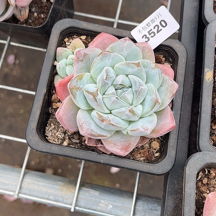 阿雅园艺。         3520