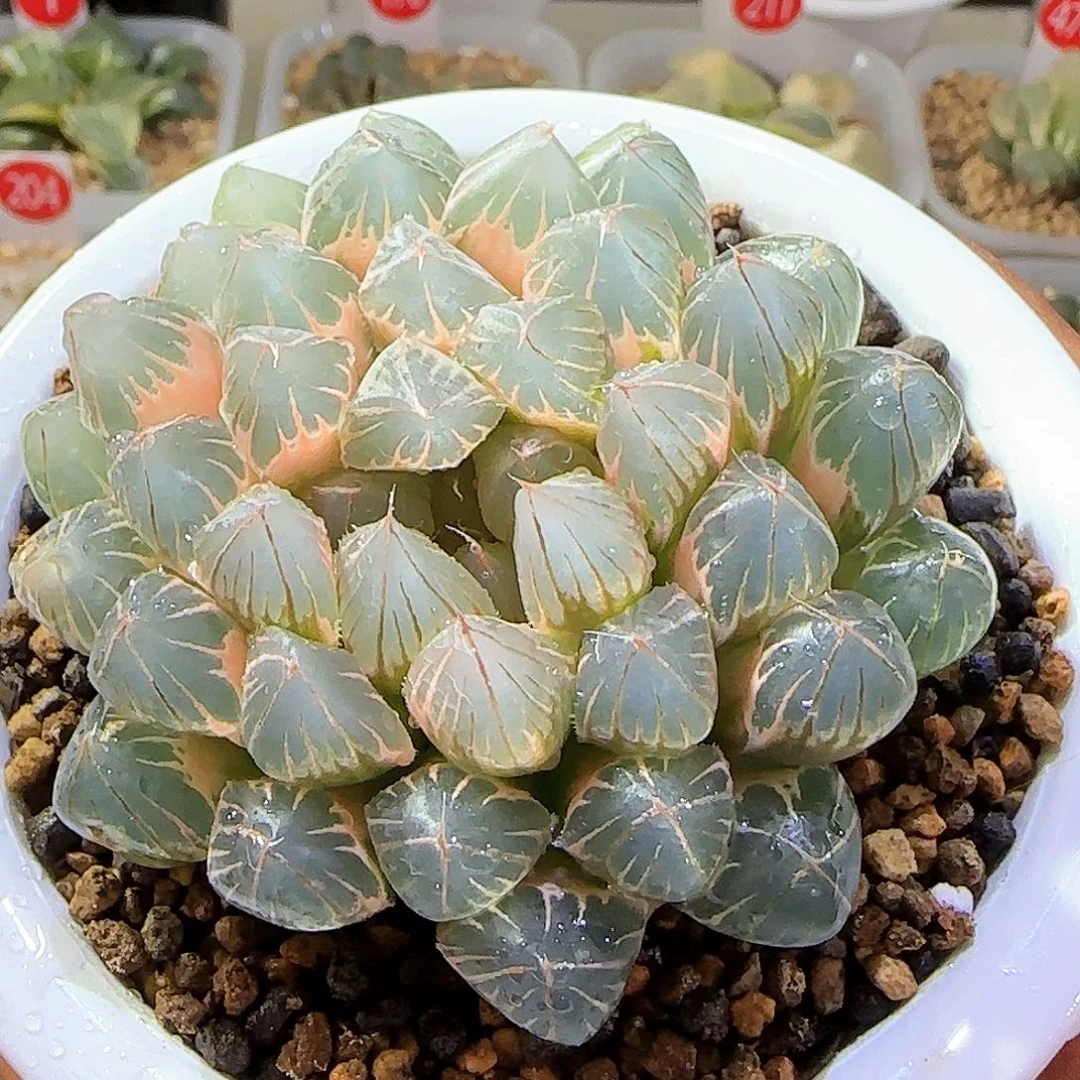 糊斑霓虹灯 7.5 厘米左右一物一拍带盆土发货