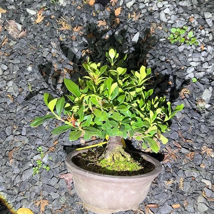 无铅玻璃栀子花盆景盆景盆景