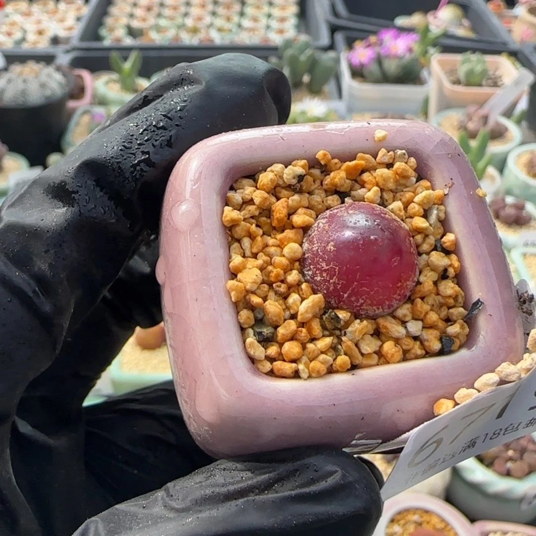 6719-一物一拍 带盆