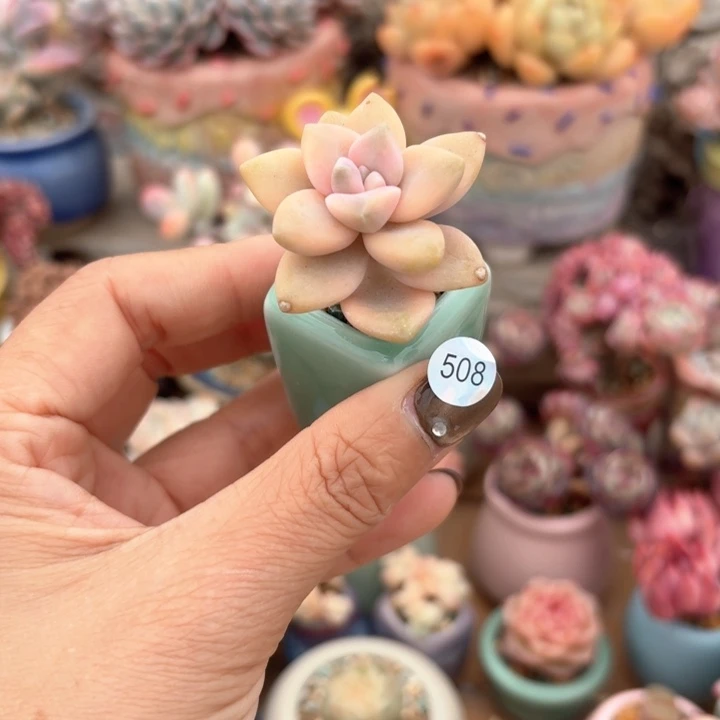 508 多肉含盆土30元除偏远地区