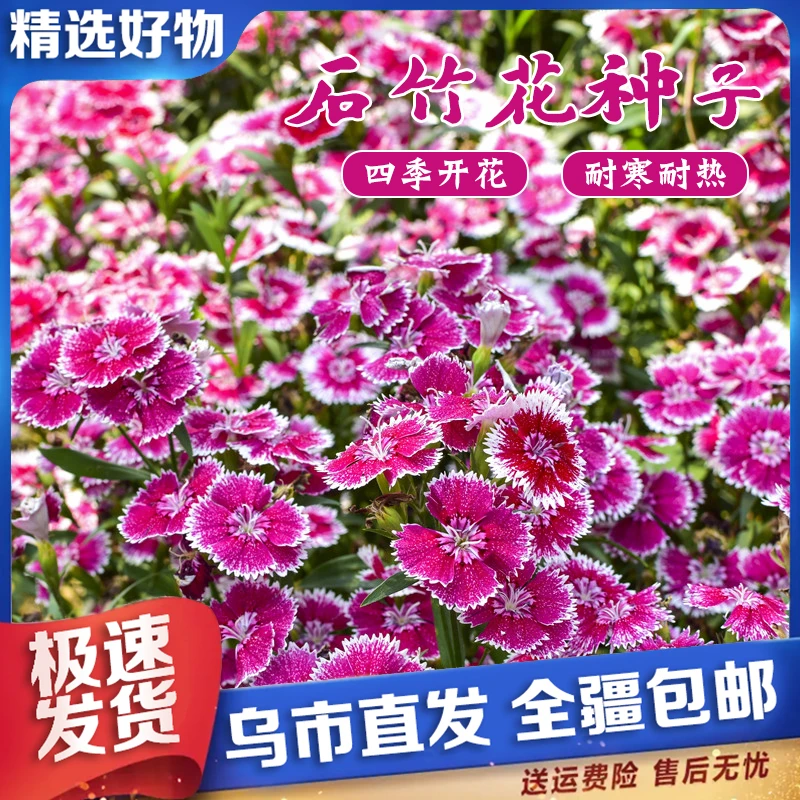 【新疆包邮】1000粒多年生欧五彩石石竹花种籽子竹四季开花播种室外
