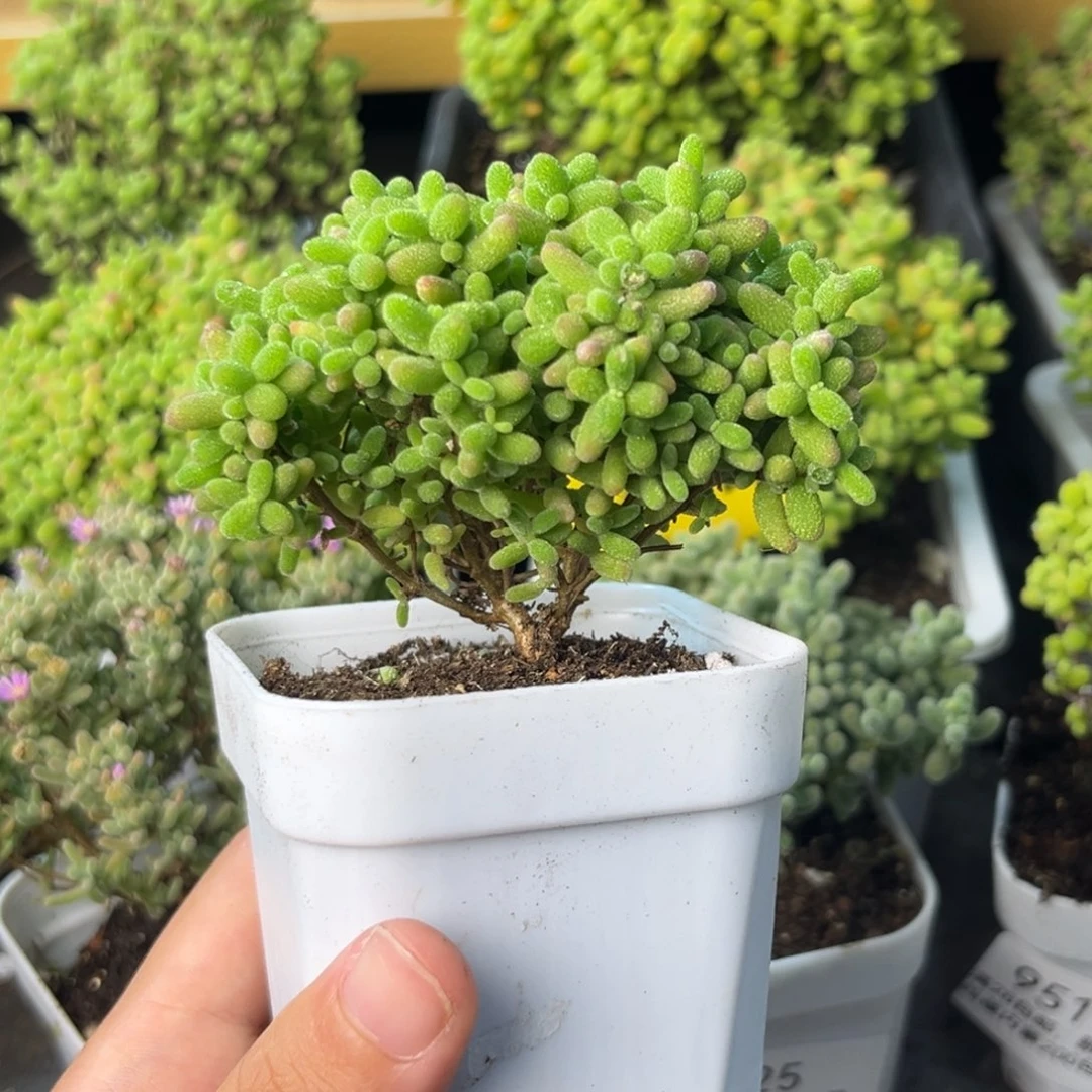 953蜜桔糖球小树。