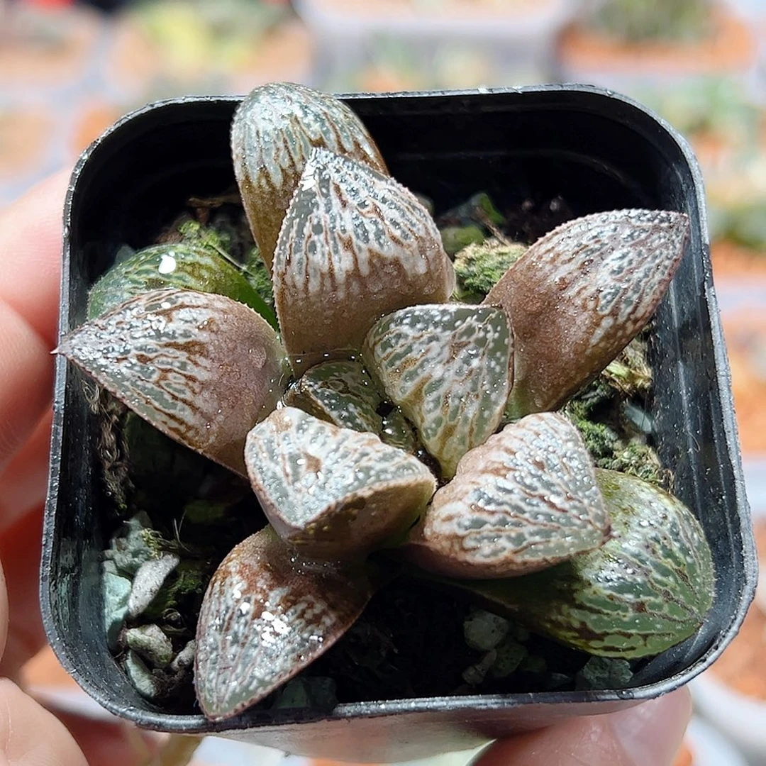 十二卷多肉印加玫瑰