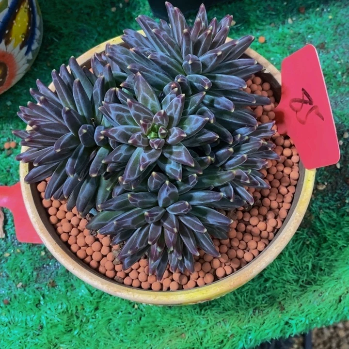 淡***嫣在家干的话把衣服