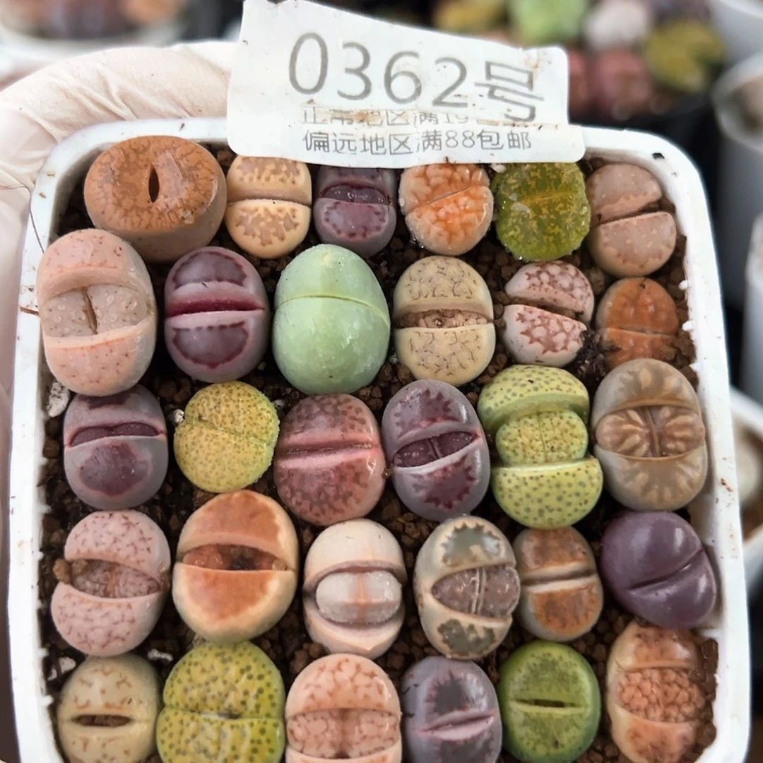 好养易活生石花大母本0362