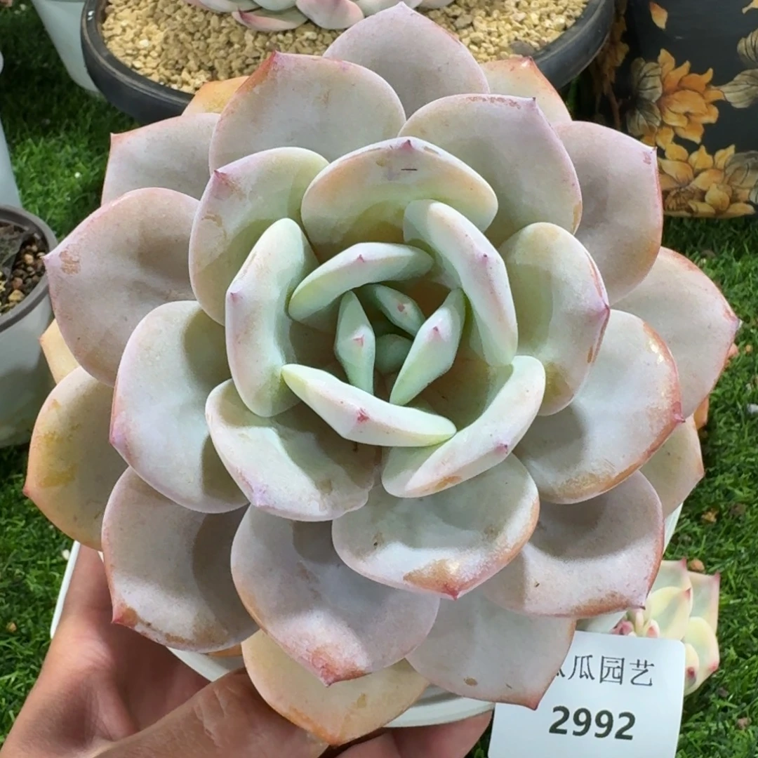 2992奶茶多肉植物的时候