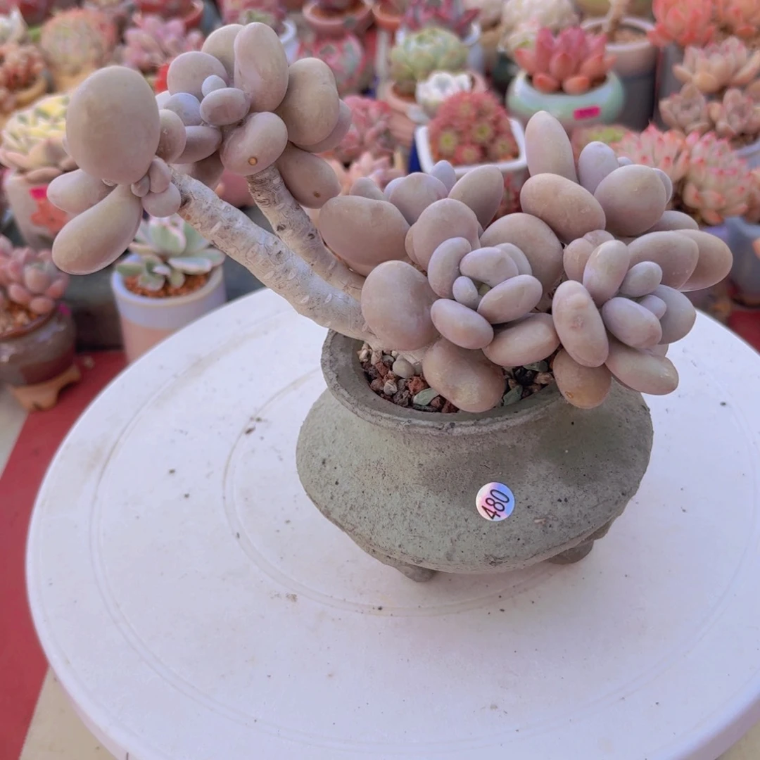 菜*子一物一拍编号480