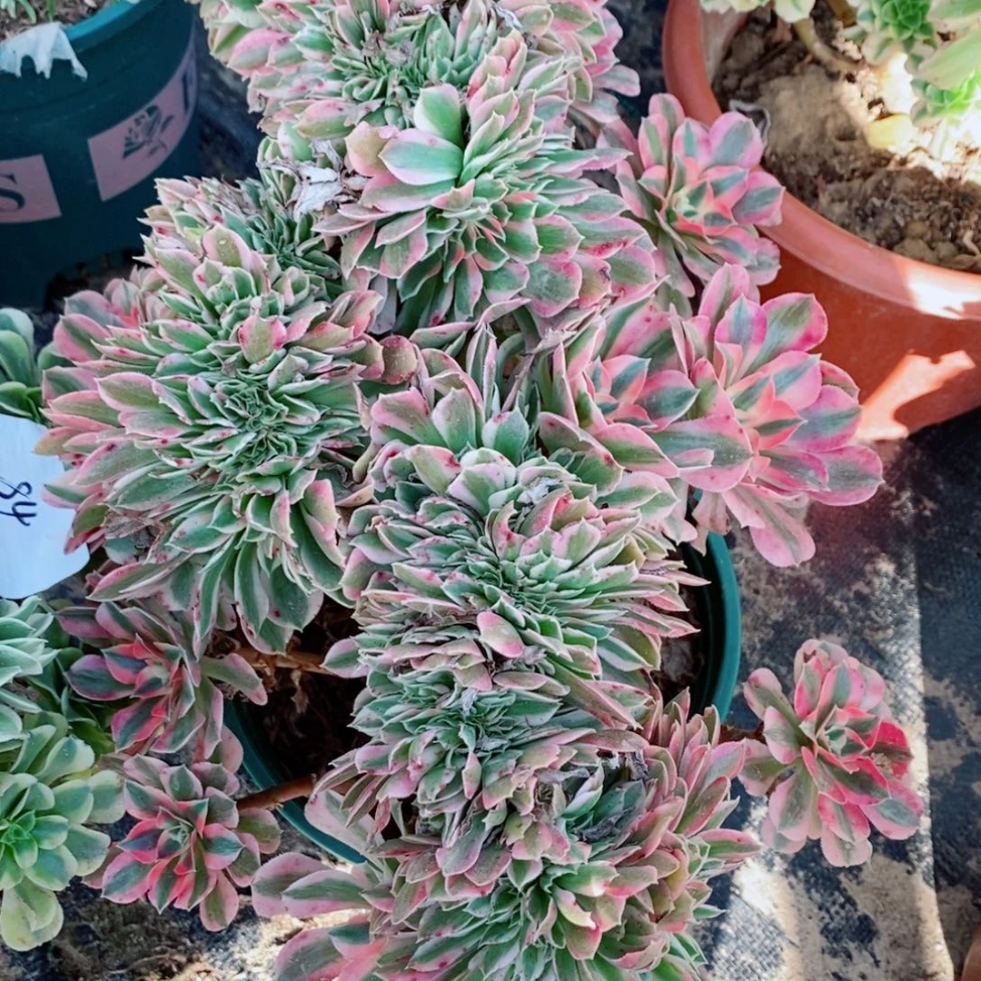 R***姐完全开放84号粉女郎缀化1颗多肉