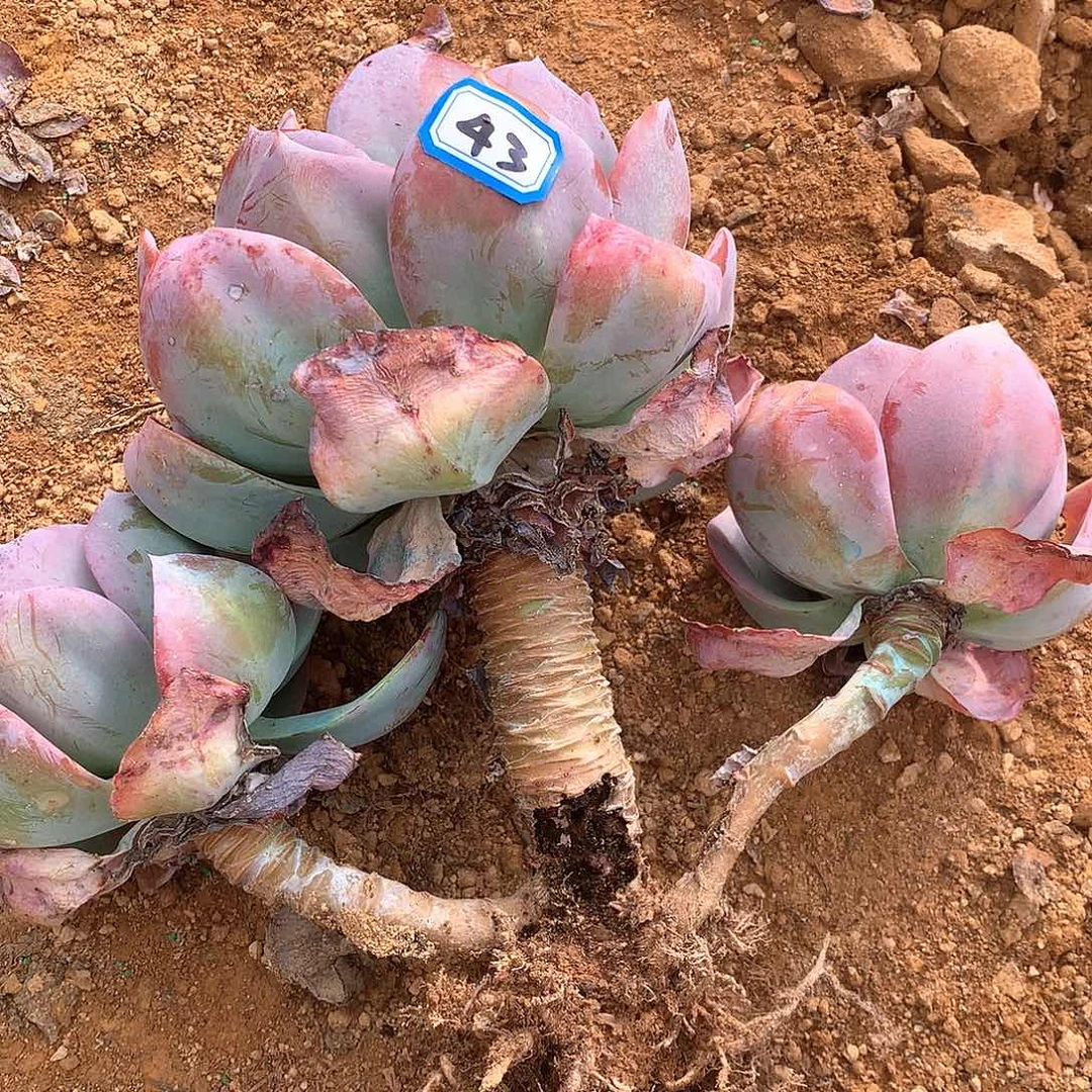 43瑕疵凤一物一拍