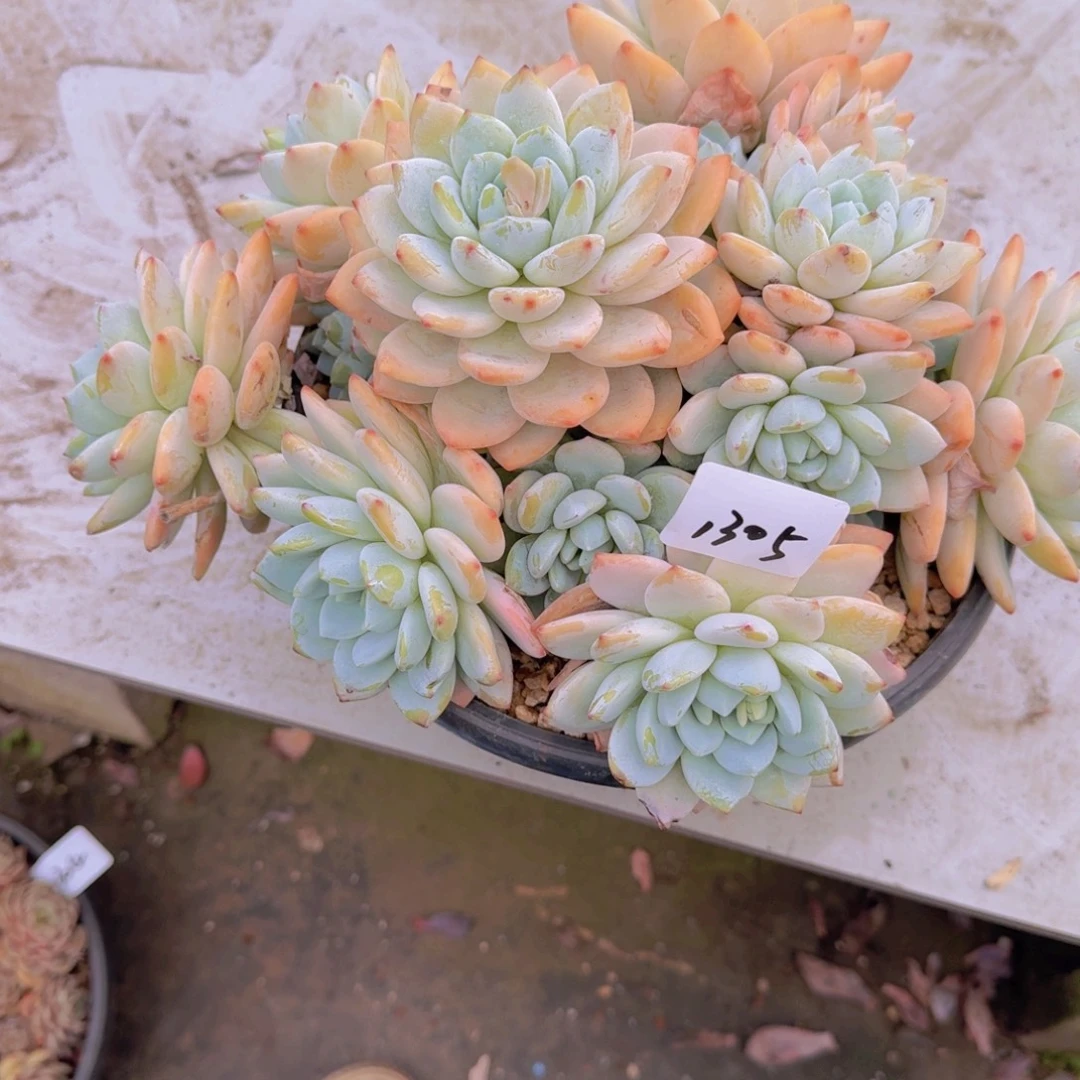 1305冷虾多肉植物