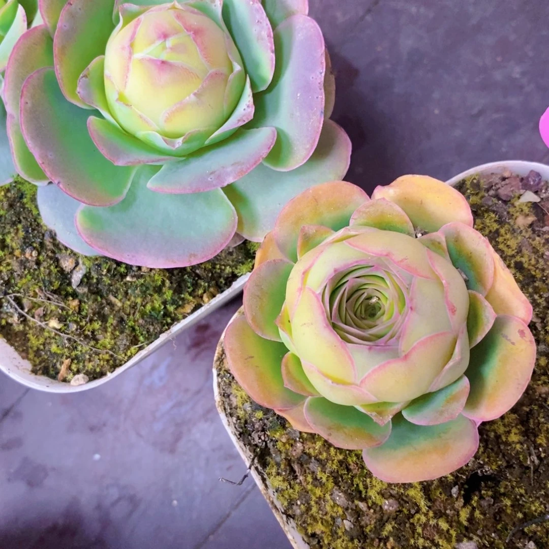 山地玫瑰情人节福利一物一拍410高山大白