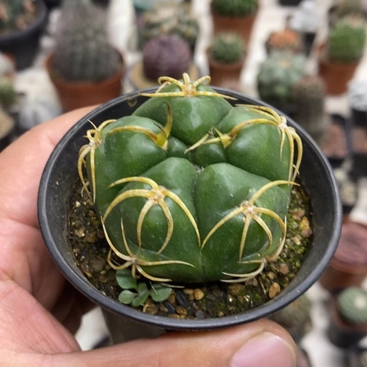 实生五棱高木海王特价