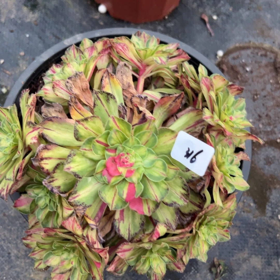 棉***糖316知否无根多肉椅子