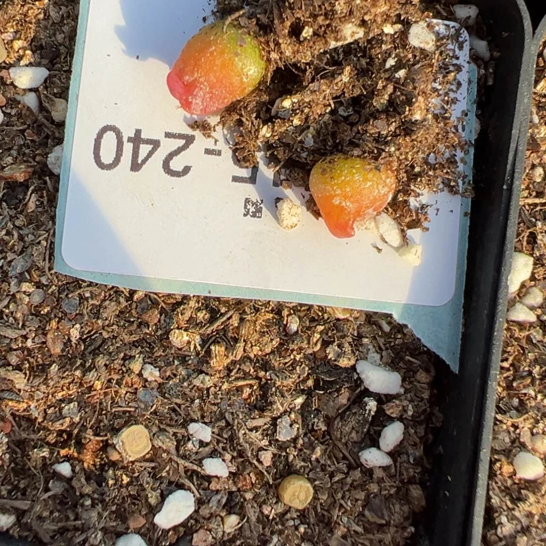 15-240量拍拉登一颗