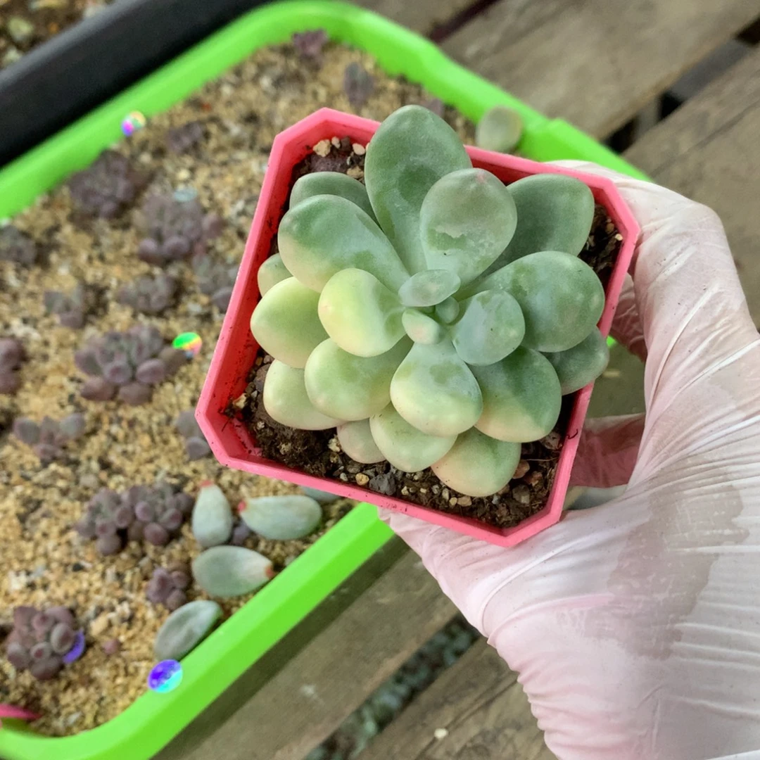 包邮顺丰空运福伦锦给个