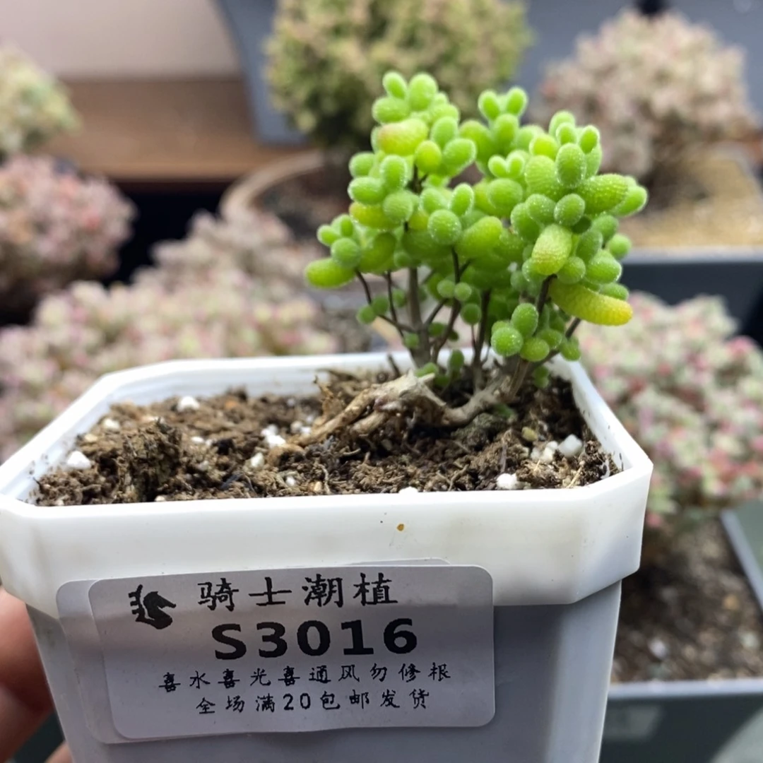 恰*儿3016金桔糖球造型桩