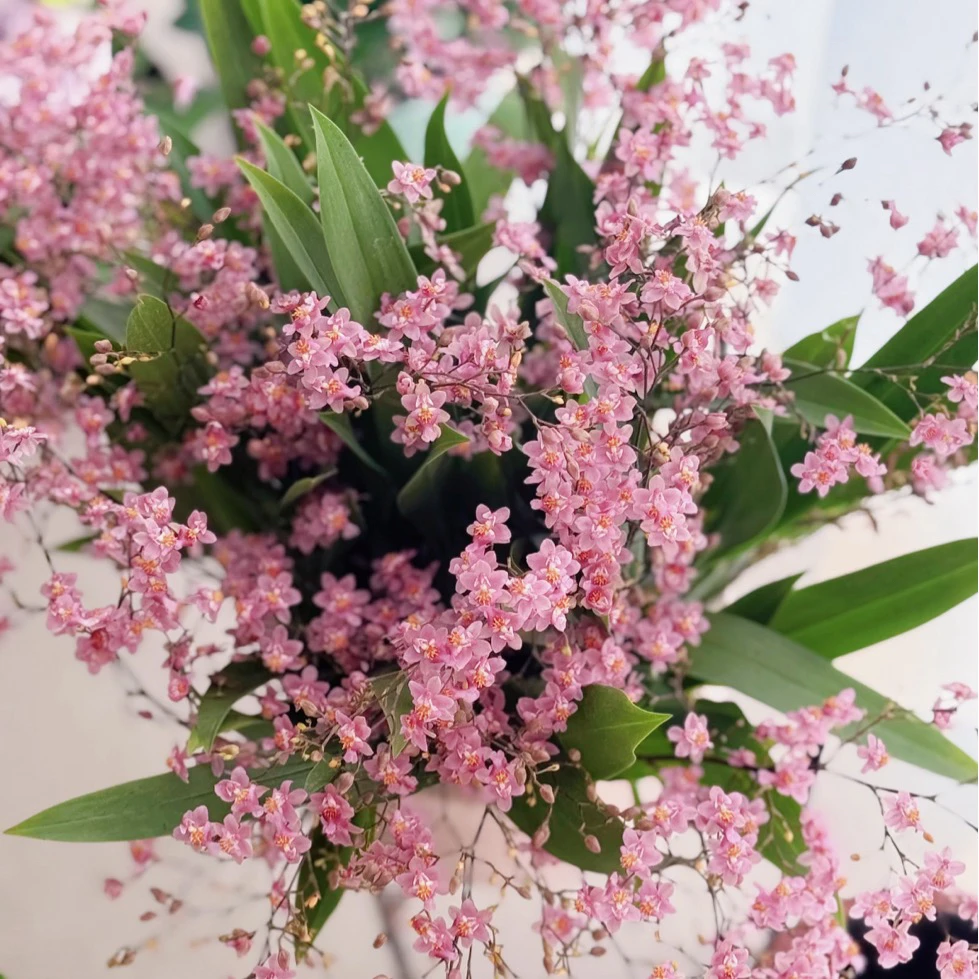 【缤纷甄选】精品加仑盆光宗粉4花剑及以上到手一盆