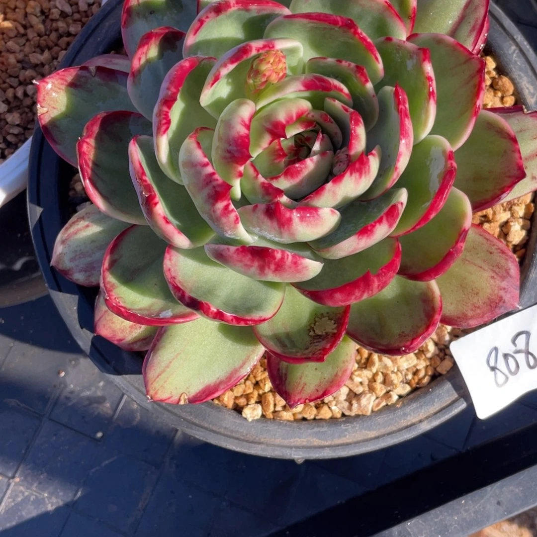 惊鸿仙子冠服20左右