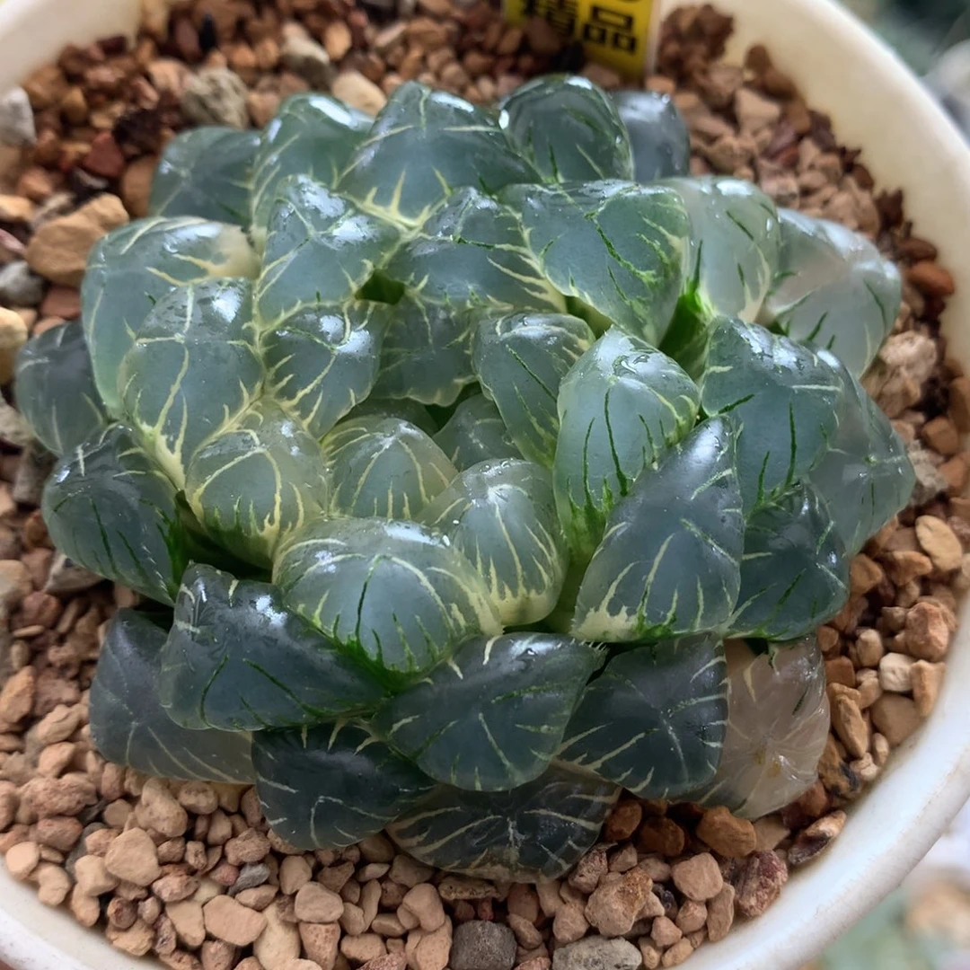 738实生湖水玉露多肉植物