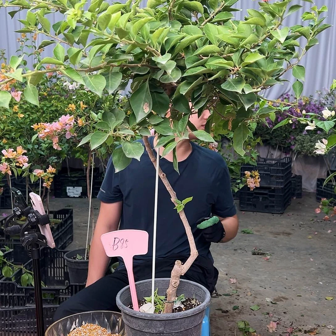 敏***徒当前无花栽培后可以开花B85佩德罗