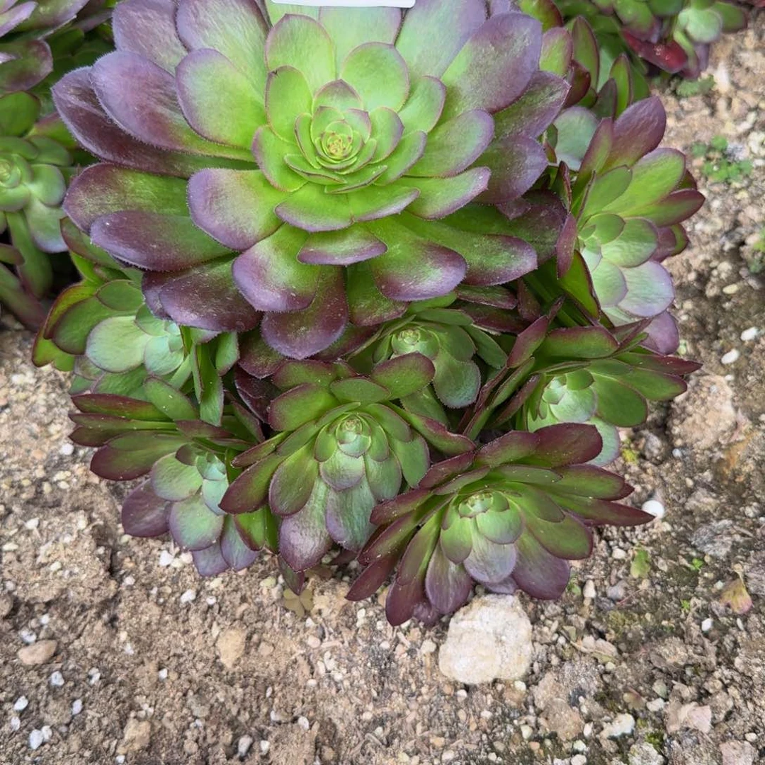 糖*：1529雨荷到秋天。多肉植物