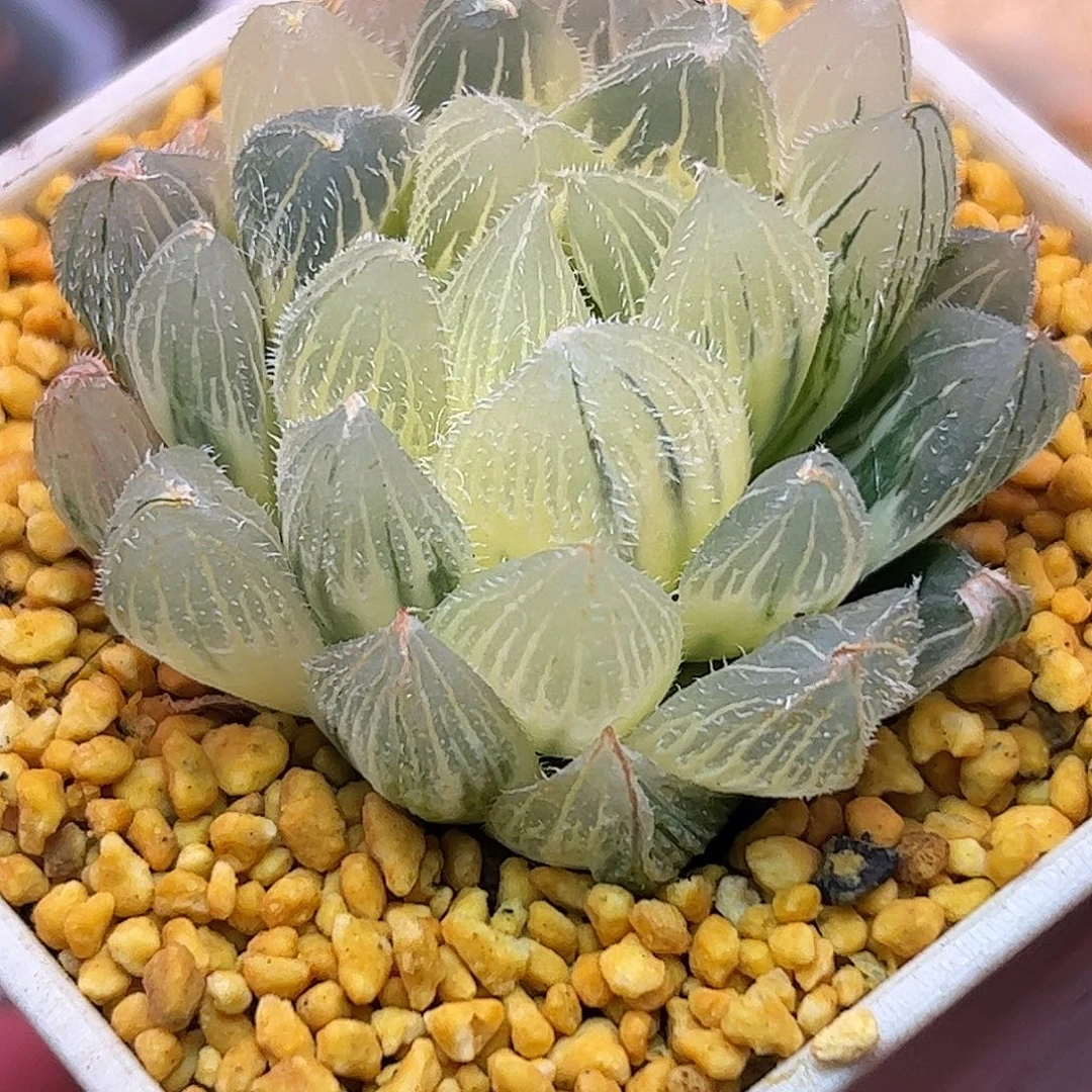 糊斑毛玉露锦十二卷多肉