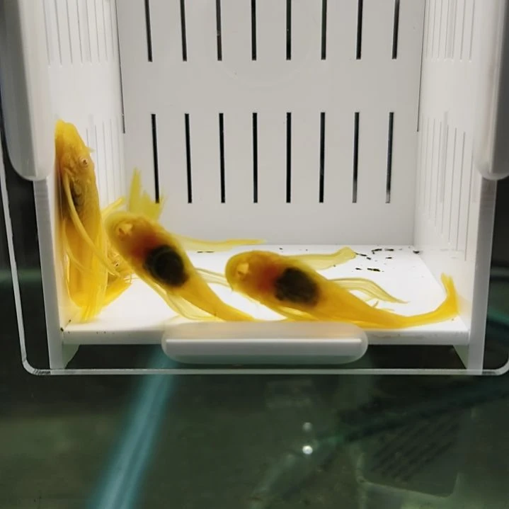 修***远工具鱼两个大帆8+母