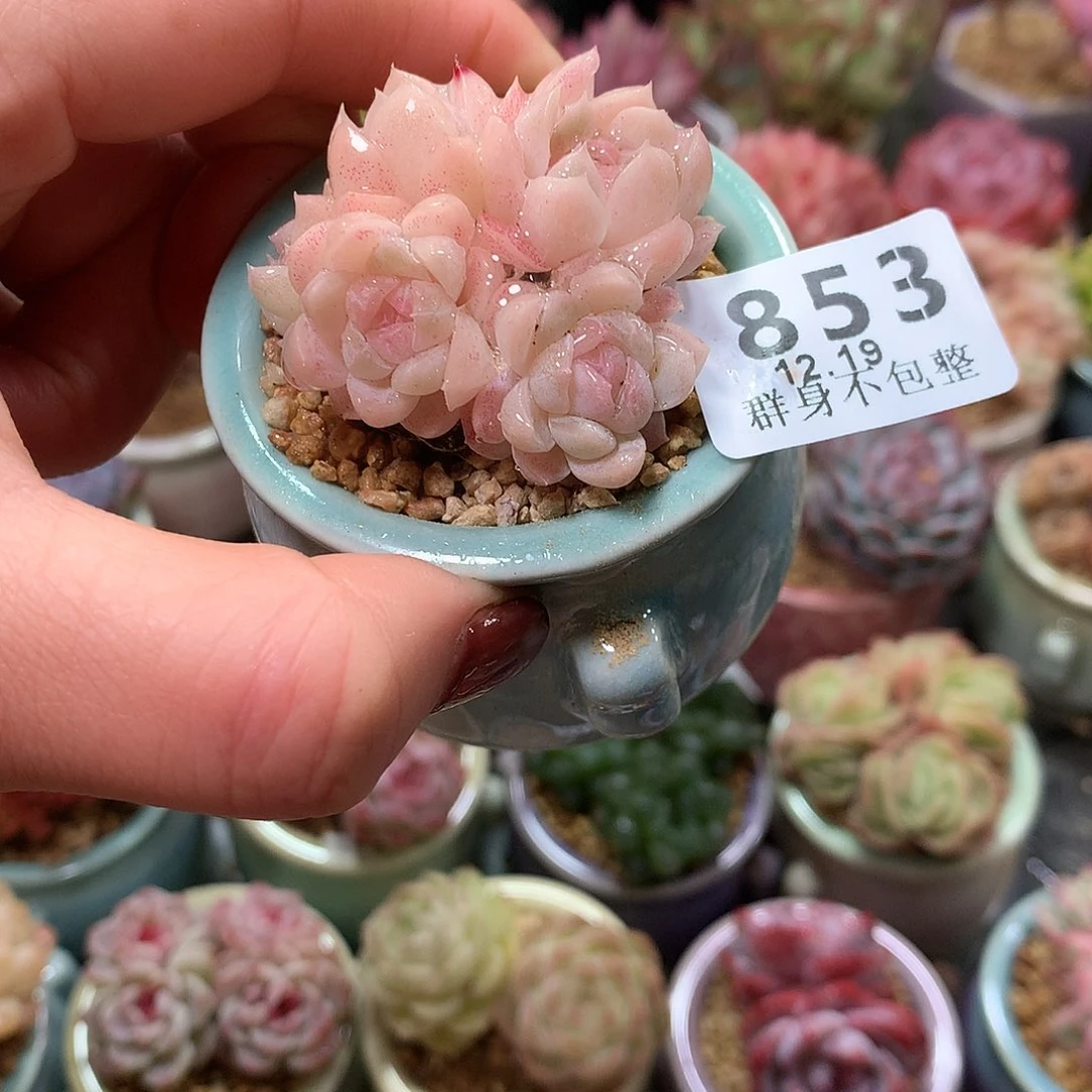 精控拇指盆1219853