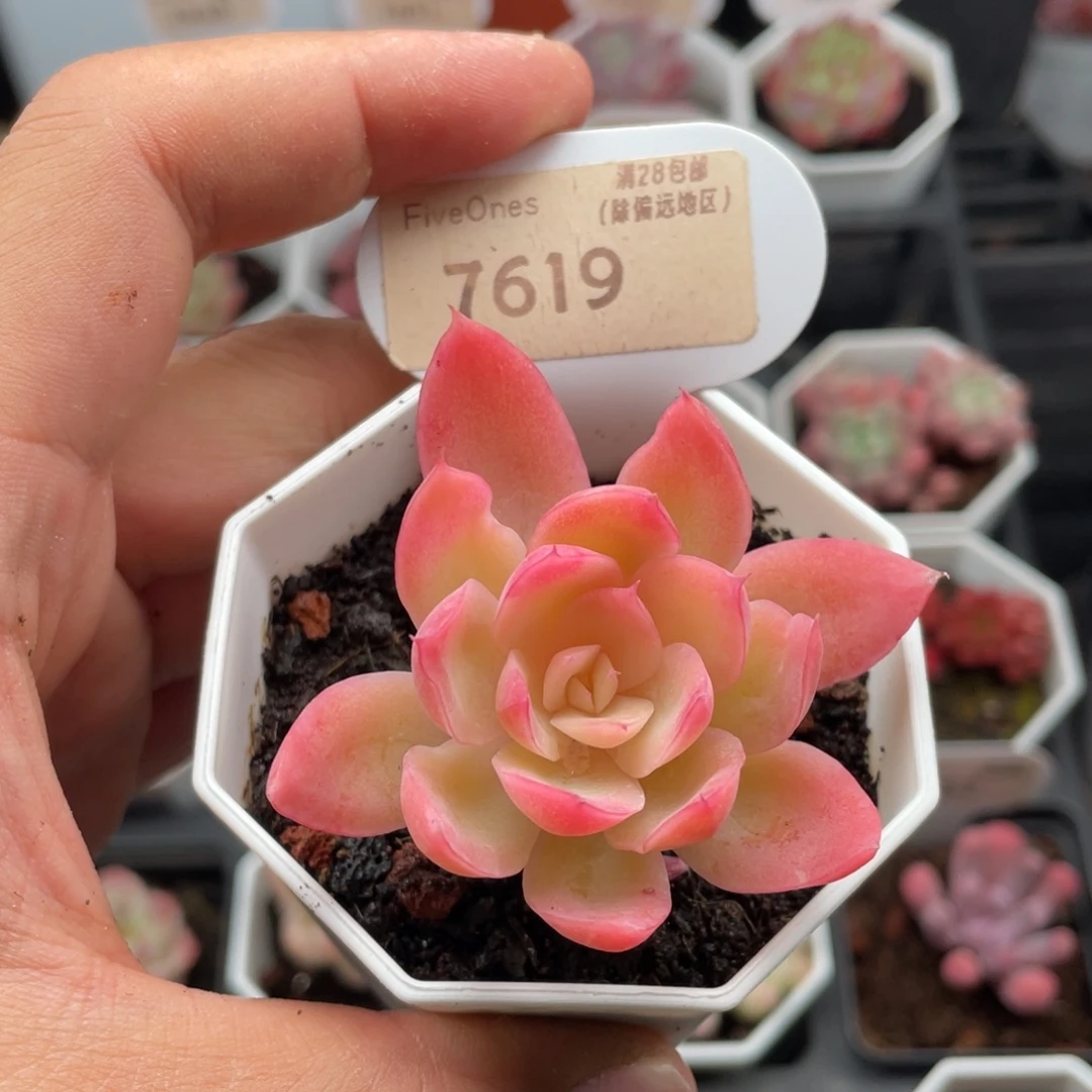 丝绸面纱7619-6.5厘米