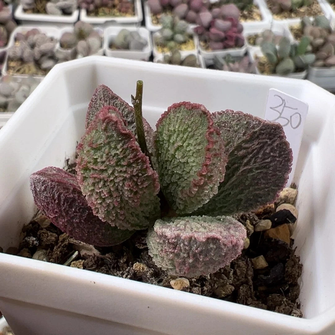 粉色围边青色底色粉色冰晶款实生新品