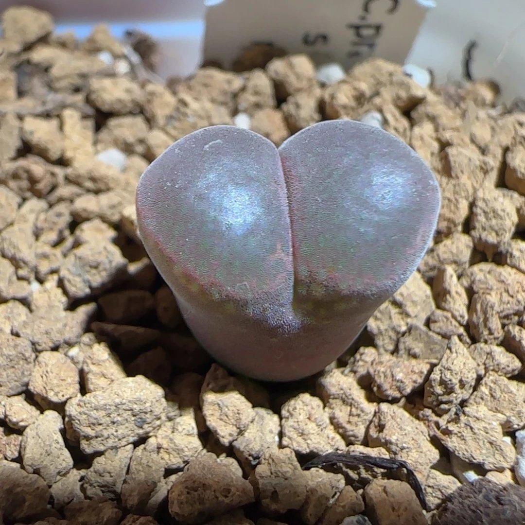 肉锥多肉植物组合-帕法德1295