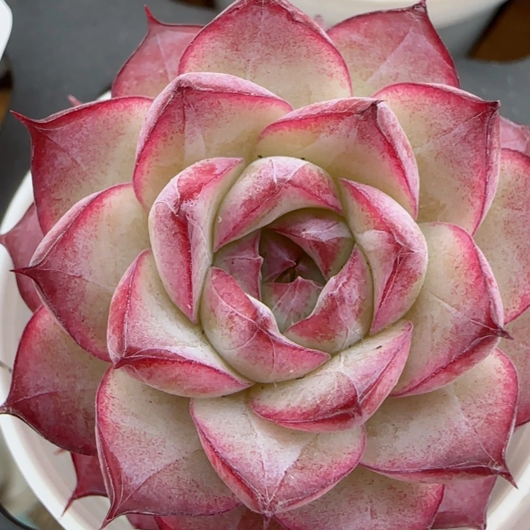 花语逸镜0207-423