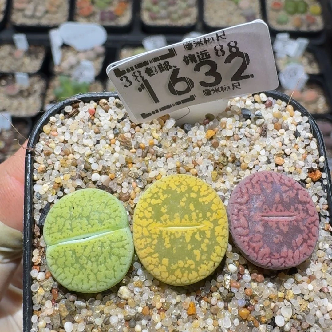 zzzz精品生石花1632