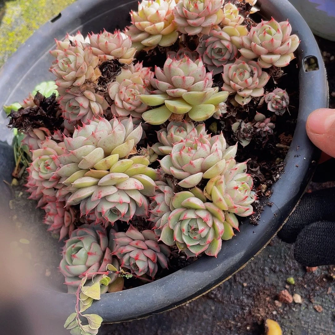 笨吧随单10米多肉，不带盆