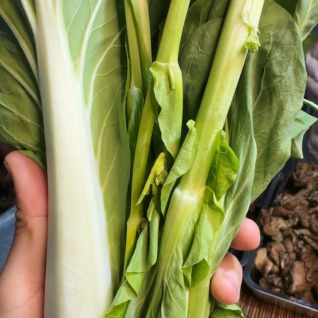 喵***喵白菜中国大陆青菜