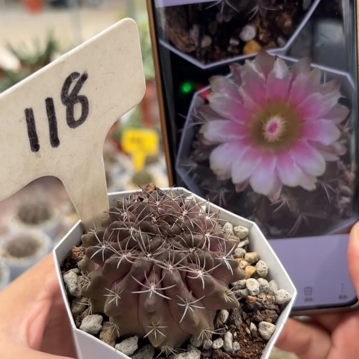 118实生素妆玉好养皮实