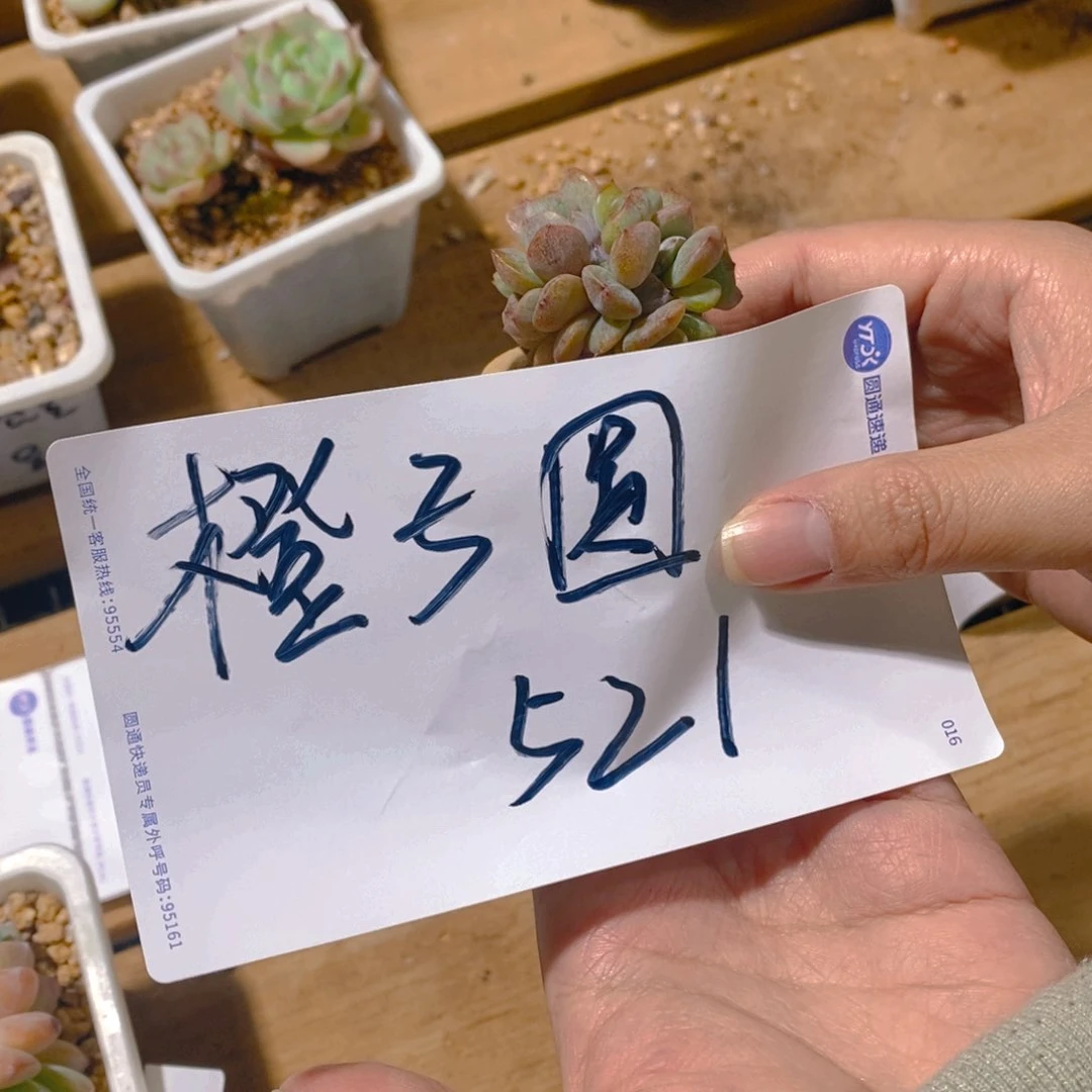 橙***滚橙子圆521，福利多多福哈哈