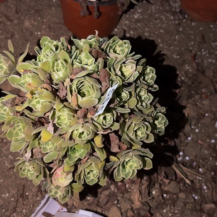 555男神多肉植物不售后