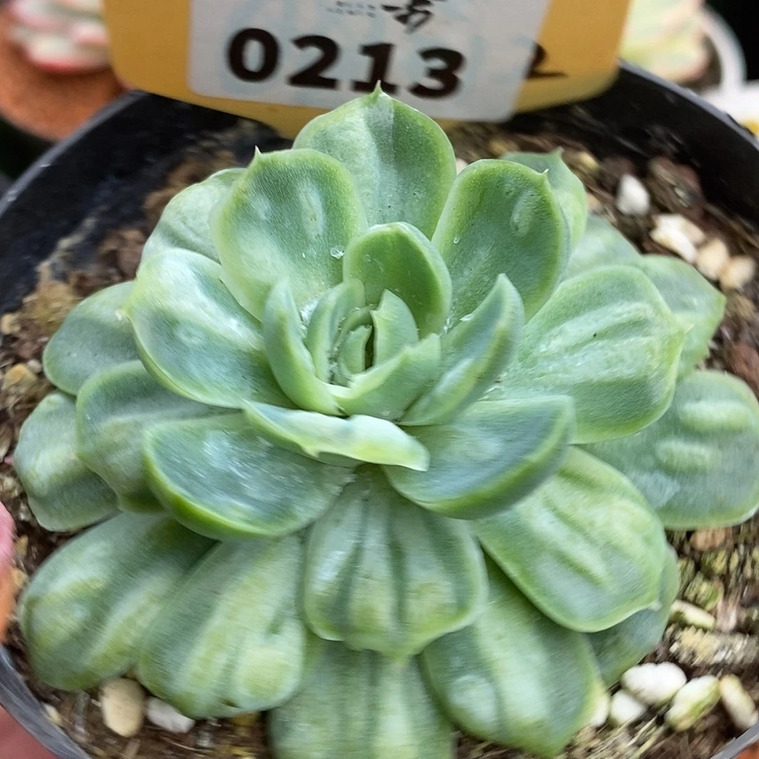 213泡泡纱裙哈哈哈哈哈哈急