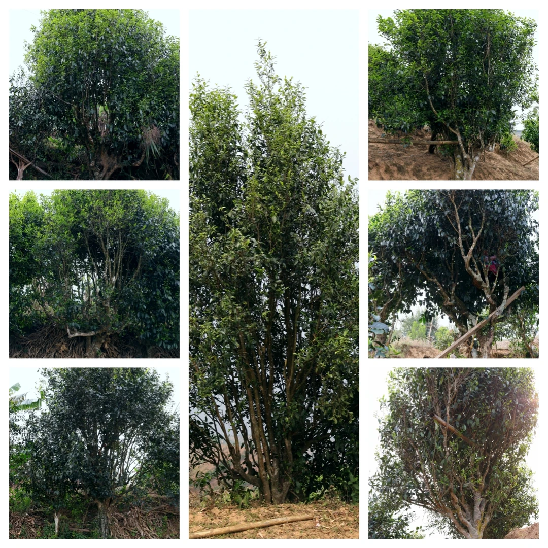 春茶尝鲜  2025年 邦崴古树单株七棵树 散茶