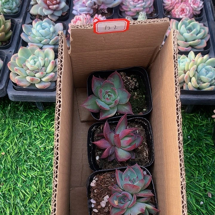 A122惊鸿仙子多肉