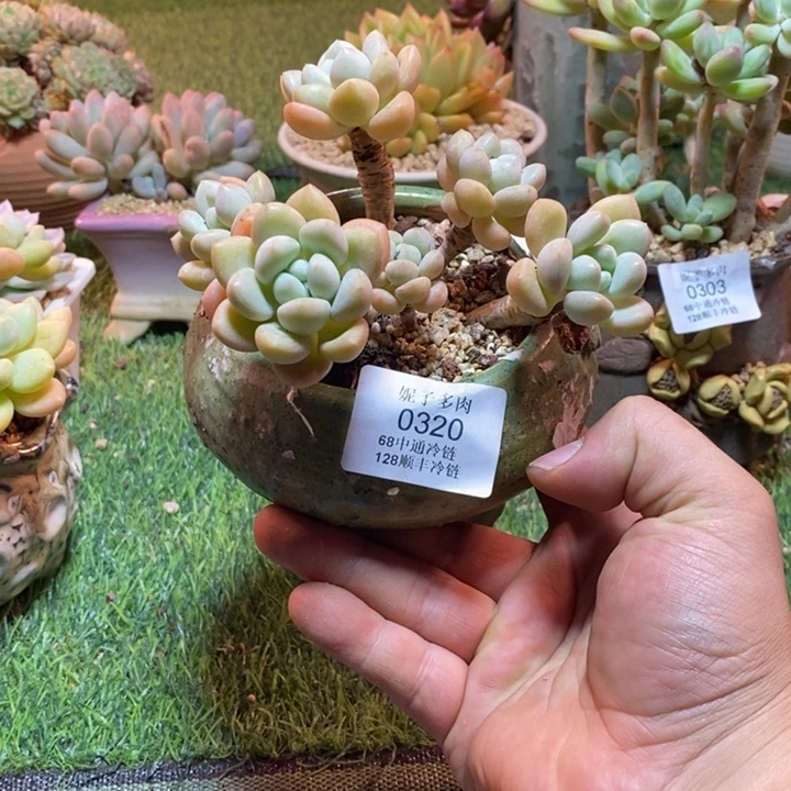玉***米0320啊啊啊啊啊啊啊啊啊啊